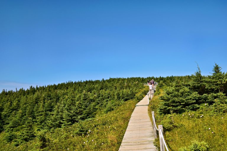 The Future of Tourism: Sustainable and Eco-Conscious Vacations